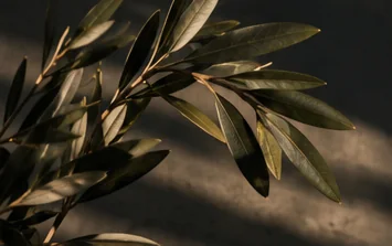 Olive leaves casting deep, soft shadows on limestone.